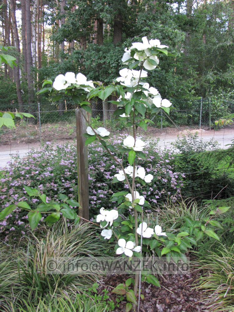 Cornus kousa Wietings Select - jung bluehend.JPG